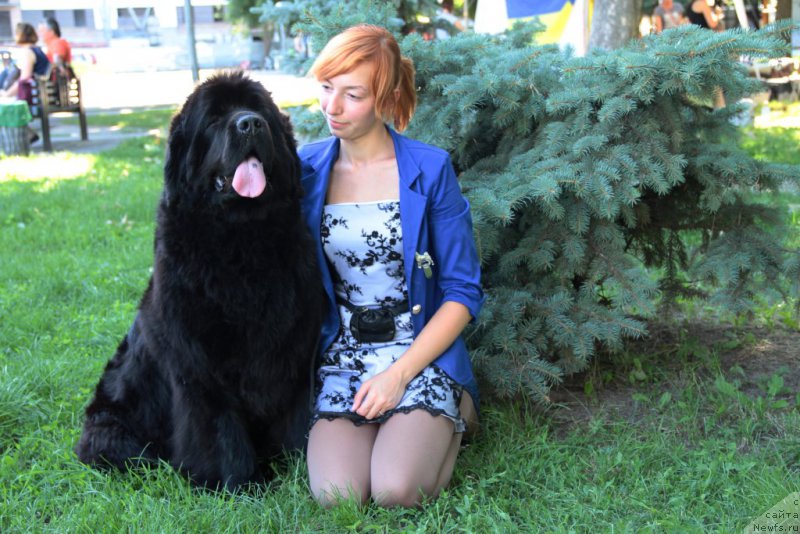 Фото: ньюфаундленд Allegro Con Brio Dinastiya Soverchenstva (Аллегро Кон Брио Династия Совершенства), Anastasiya Degtyaryova (Анастасия Дегтярёва)