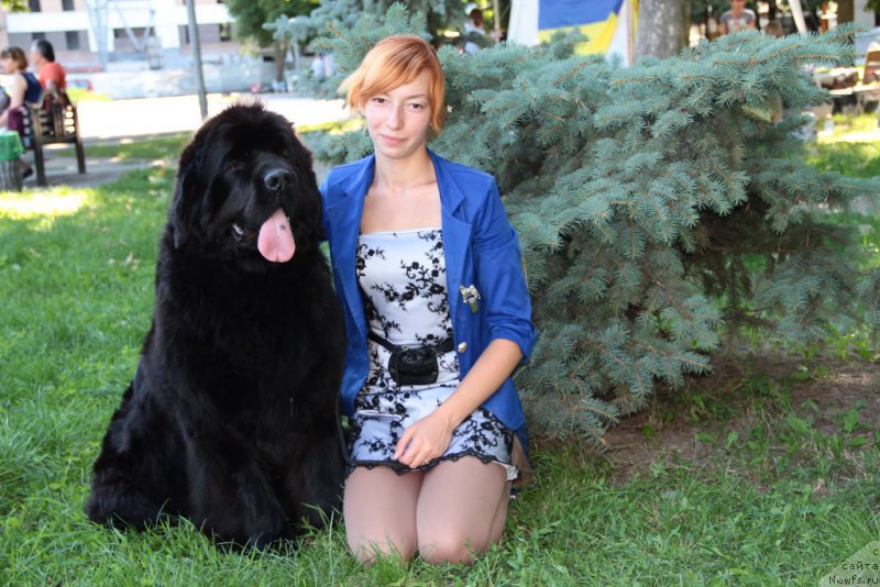 Фото: ньюфаундленд Allegro Con Brio Dinastiya Soverchenstva (Аллегро Кон Брио Династия Совершенства), Anastasiya Degtyaryova (Анастасия Дегтярёва)