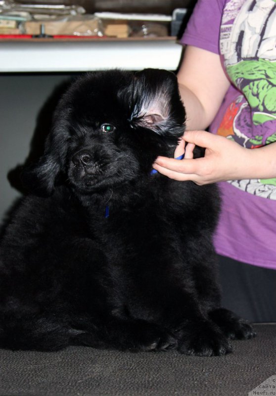 Фото: ньюфаундленд Art Deko Osobyiy SHik (Арт Деко Особый Шик)