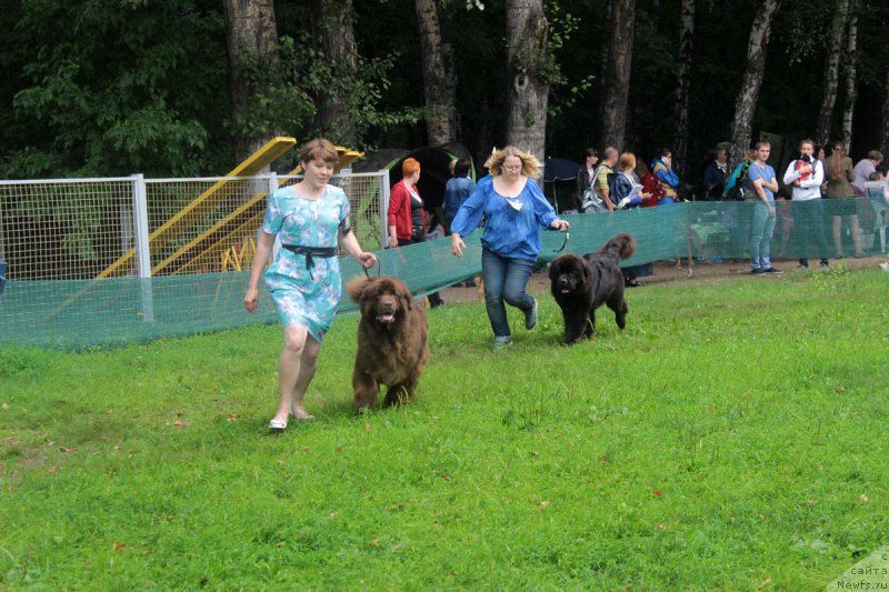 Фото: ньюфаундленд Sverkayuzhaya Gora Mashame (Сверкающая Гора Машаме), ньюфаундленд Sent Djons Zemfira (Сент Джонс Земфира)