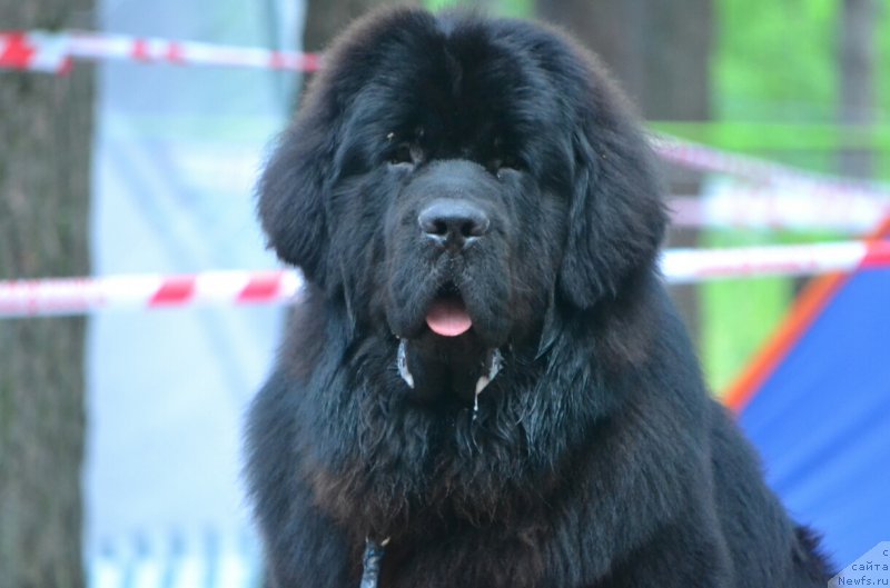 Фото: ньюфаундленд Nazar Vyatskiy Medved (Назар Вятский Медведь)