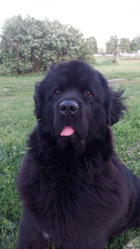 Фото: ньюфаундленд Silver Pearls Ocean Of Faith (Силвер Пеарлс Осеан Оф Фаитх)