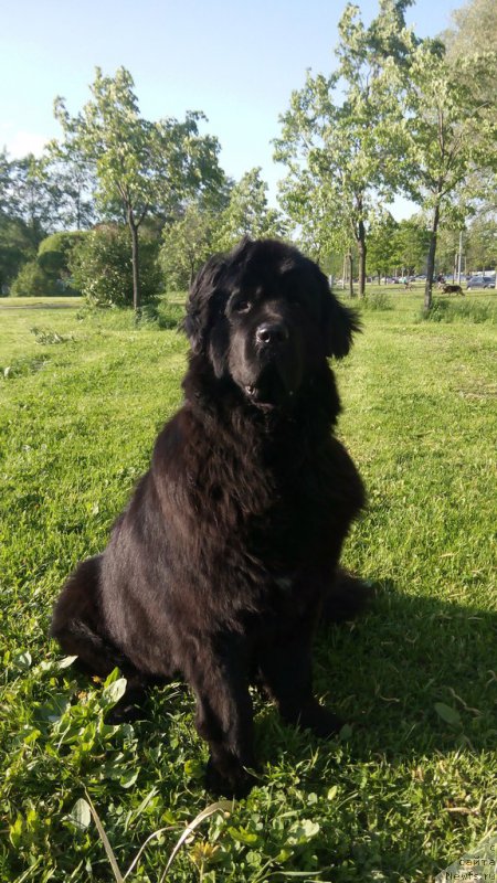 Фото: ньюфаундленд Silver Pearls Ocean Of Faith (Силвер Пеарлс Осеан Оф Фаитх)