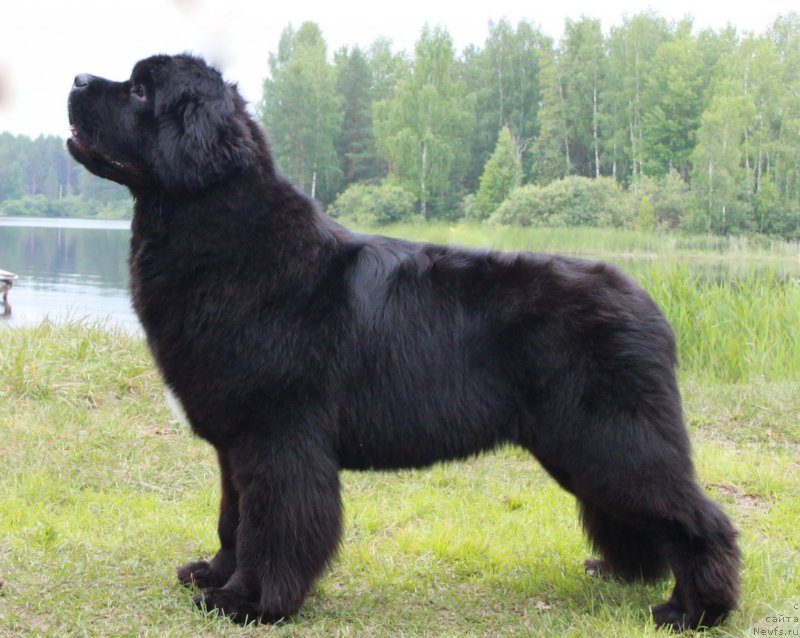 Фото: ньюфаундленд Beguschaya po Volnam Frozen Beauty (Бегущая по Волнам Фрозен Веату)