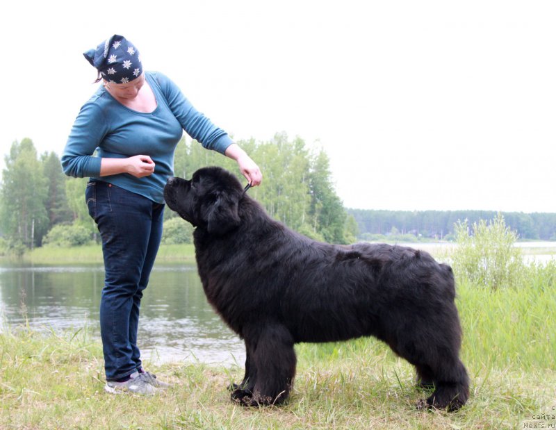 Фото: ньюфаундленд Aquatoriya Kelvin From Siberia at Cayuga (Акватория Келвин Фром Сибириа эт Каюга)