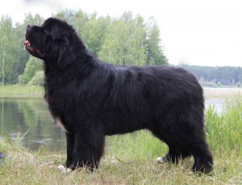 Фото: ньюфаундленд Promise To Love Midnight Bear (Promise To Love Midnight Bear)