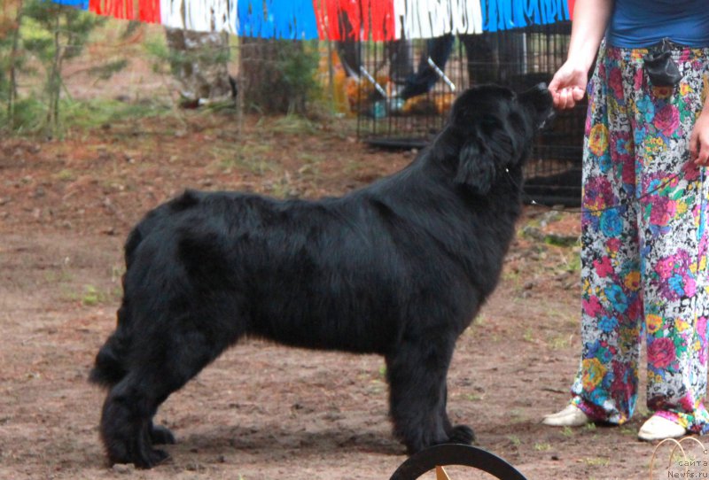 Фото: ньюфаундленд Akvian Song Normandiya (Аквиан Сонг Нормандия)