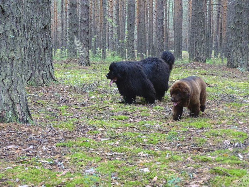 Фото: ньюфаундленд N'yufort Vivian (Ньюфорт Вивиан), ньюфаундленд Baryishnya (Барышня)