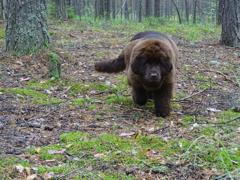 Фото: ньюфаундленд N'yufort Vivian (Ньюфорт Вивиан)