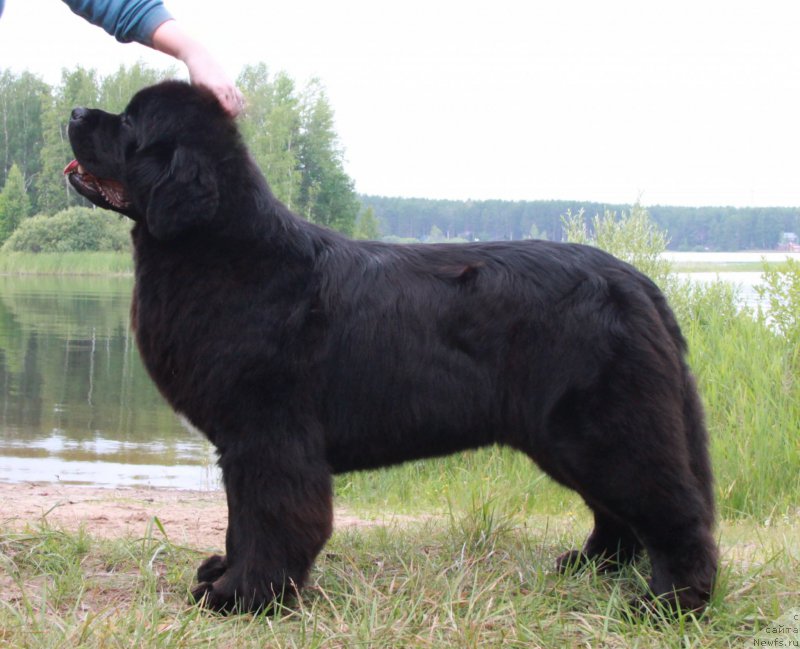 Фото: ньюфаундленд Akvian Song Lavatera (Аквиан Сонг Лаватера)