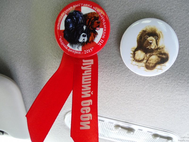 Фото: ньюфаундленд N'yufort Vivian (Ньюфорт Вивиан)