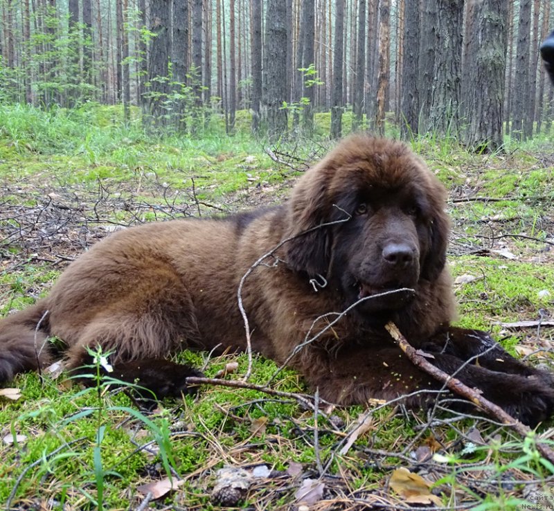 Фото: ньюфаундленд N'yufort Vivian (Ньюфорт Вивиан)