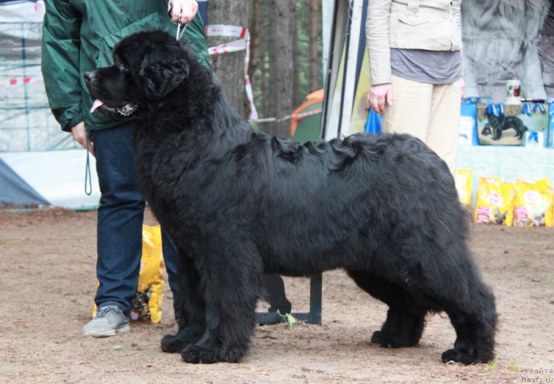 Фото: ньюфаундленд Akvatoriya Kelvin Ursula (Акватория Келвин Урсула)