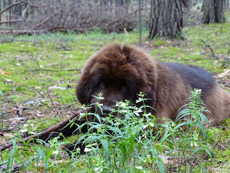 Фото: ньюфаундленд N'yufort Vivian (Ньюфорт Вивиан)