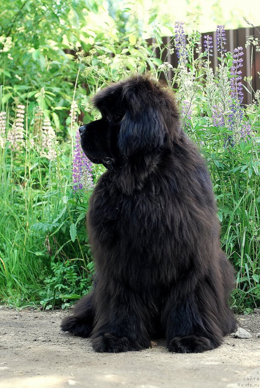 Фото: ньюфаундленд Greatfire Stalker iz Volotova