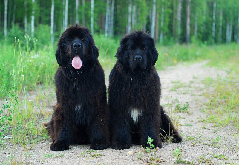 Фотография № 186587