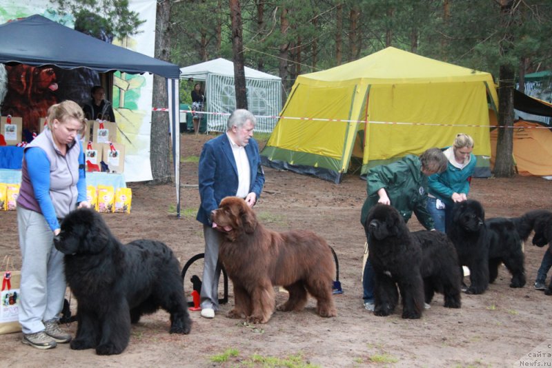 Фото: ньюфаундленд Aquatoriya Kelvin From Siberia at Cayuga (Акватория Келвин Фром Сибириа эт Каюга), ньюфаундленд Aquatoriya Kelvin Reds Begin and Win (Акватория Келвин Редс Бегин энд Вин), ньюфаундленд Aquatoriya Kelvin Fase Control (Акватория Келвин Фэйс Контрол), ньюфаундленд Yupiter Tsar Bogov ot Sibirskogo Medvedja (Юпитер Царь Богов от Сибирского Медведя)