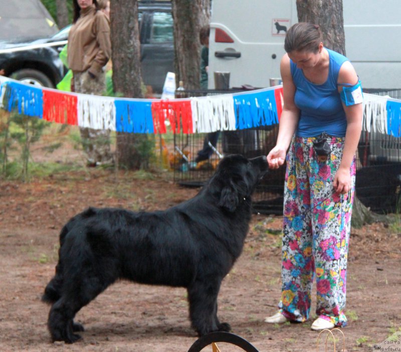 Фото: ньюфаундленд Akvian Song Normandiya (Аквиан Сонг Нормандия)