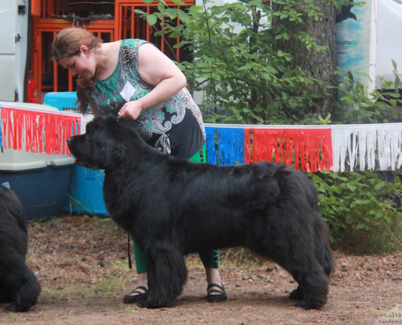 Фото: ньюфаундленд N'yufort Carskaya Doch' (Ньюфорт Царская Дочь)