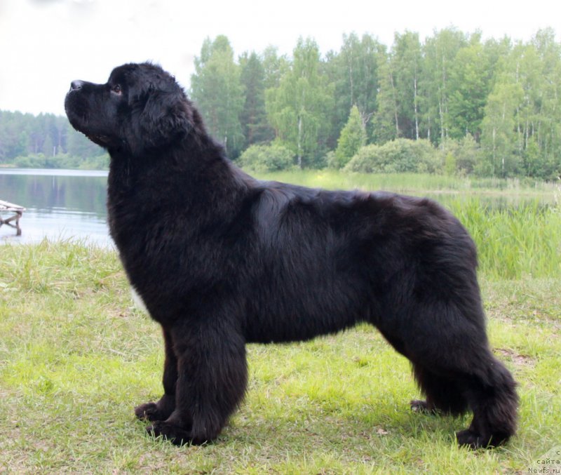 Фото: ньюфаундленд Beguschaya po Volnam Frozen Beauty (Бегущая по Волнам Фрозен Веату)