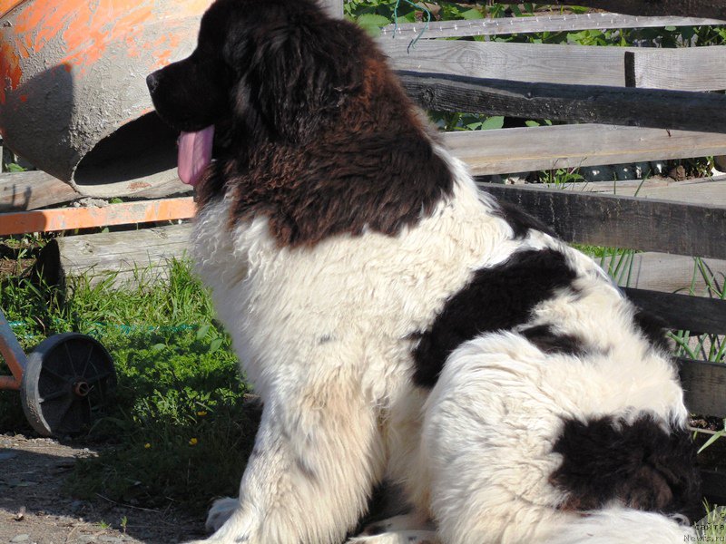 Фото: ньюфаундленд Super Bizon Melodiya (Супер Бизон Мелодия)