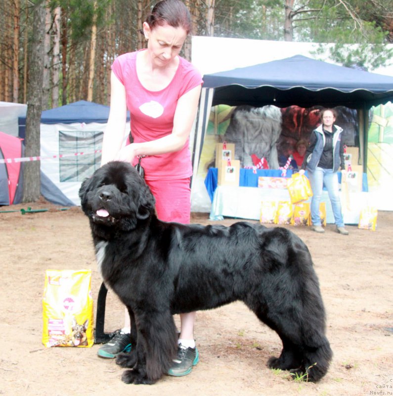 Фото: ньюфаундленд Moon Brook Beliv In Angel (Моон Броок Белив Ин Ангел)