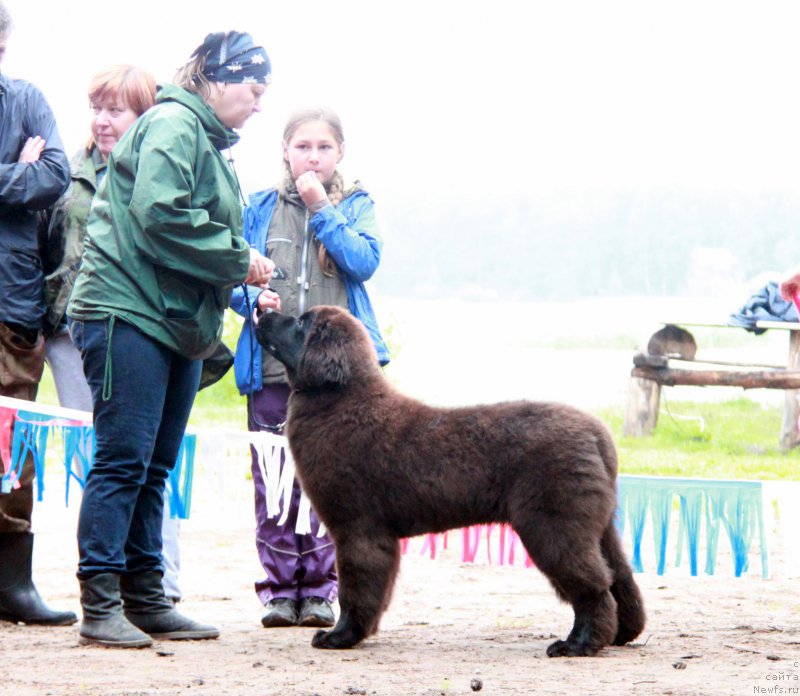 Фото: ньюфаундленд Aquatoriya Kelvin Gloria (Акватория Келвин Глория)