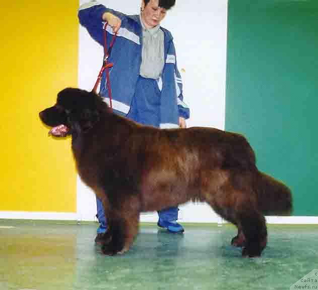 Фото: ньюфаундленд Olimp iz Medvejyego Yara (Олимп из Медвежьего Яра)