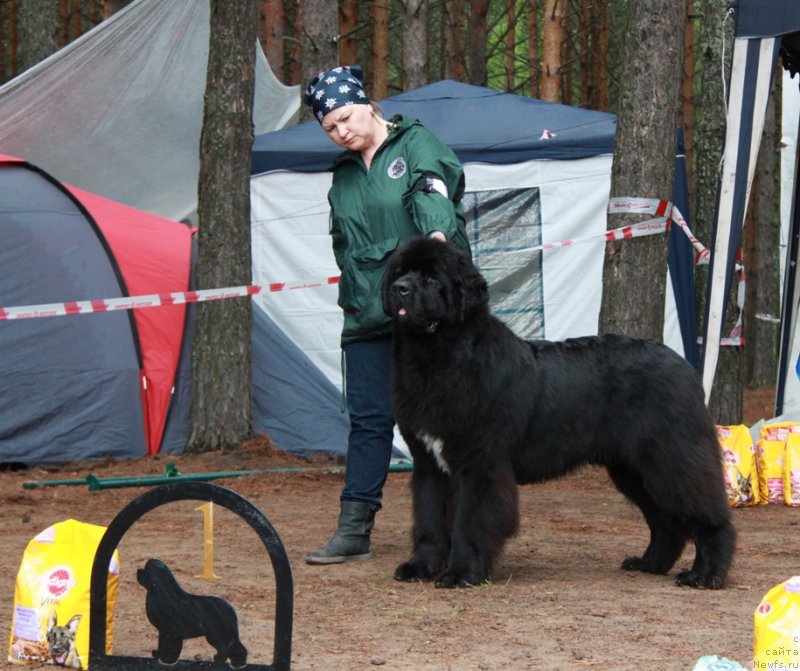 Фото: ньюфаундленд Akvatoriya Kelvin YUt Gay (Акватория Келвин Ют Гай)