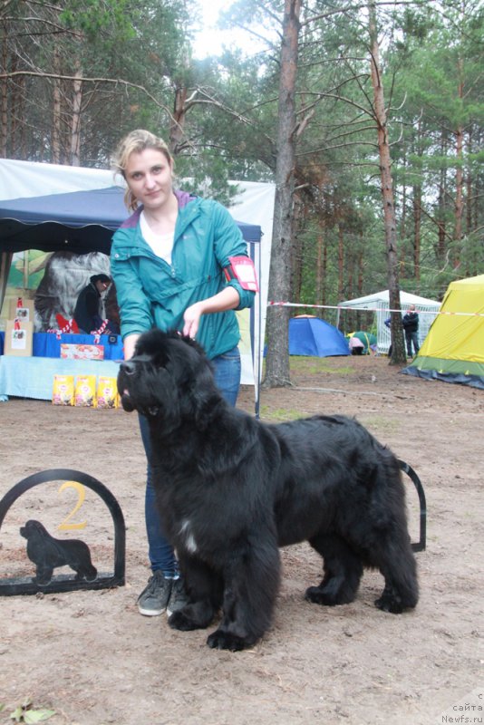 Фото: ньюфаундленд Aquatoriya Kelvin Fiona (Акватория Келвин Фиона)