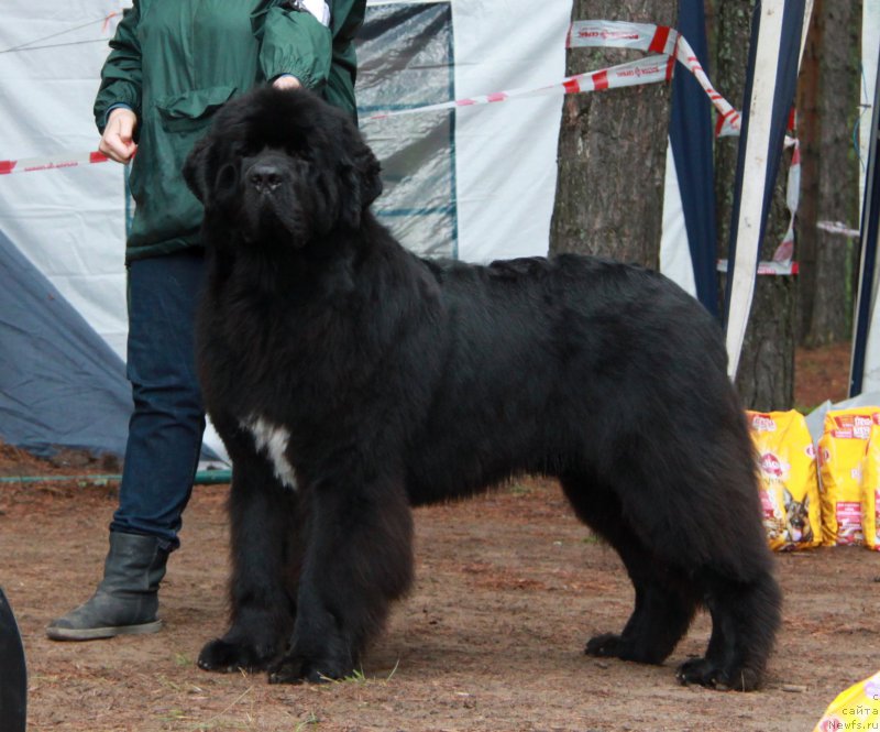 Фото: ньюфаундленд Akvatoriya Kelvin YUt Gay (Акватория Келвин Ют Гай)