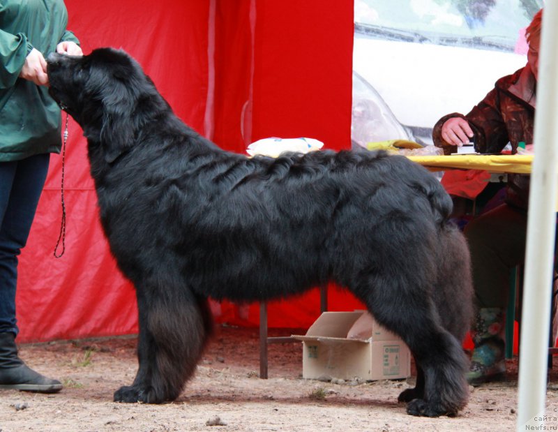 Фото: ньюфаундленд Aquatoriya Kelvin Yauza (Акватория Келвин Яуза)