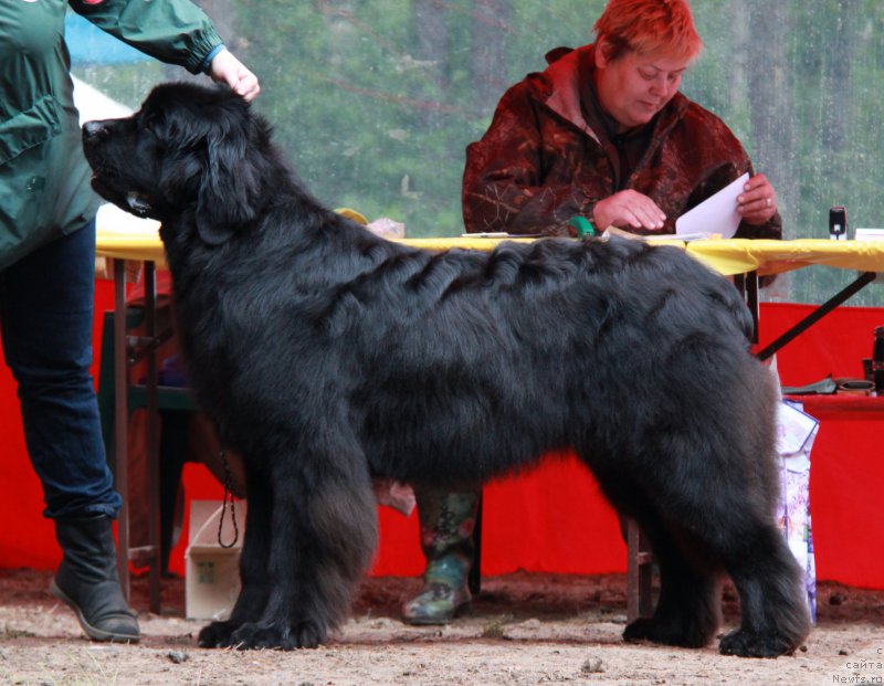 Фото: ньюфаундленд Aquatoriya Kelvin Yauza (Акватория Келвин Яуза)