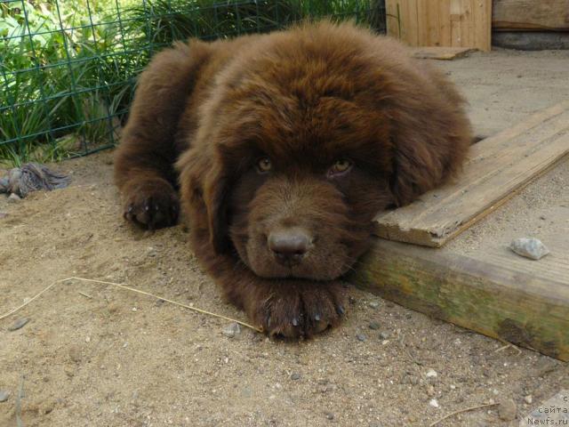 Фото: ньюфаундленд Pchyolkin Dom Akva Pryanik (Пчёлкин Дом Аква Пряник)