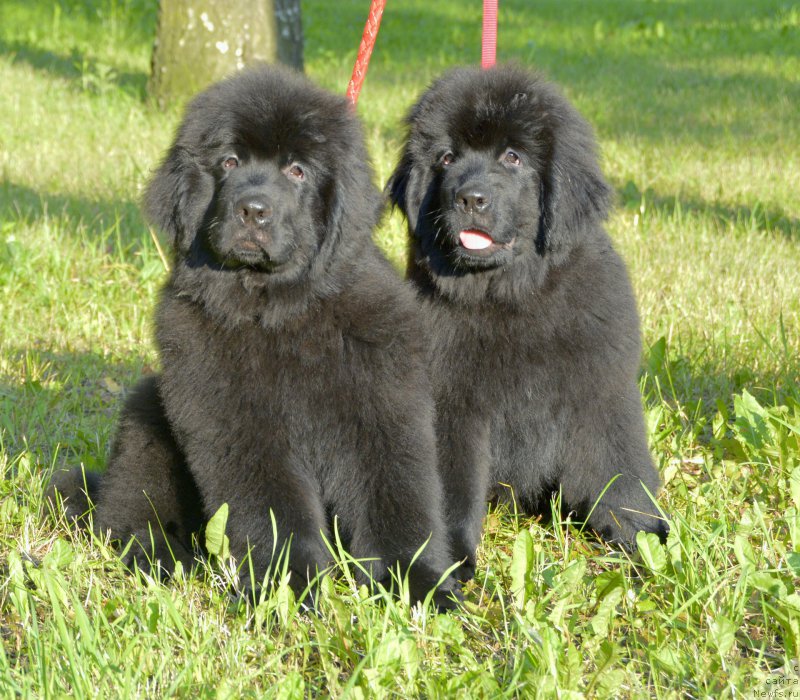 Фото: ньюфаундленд Smigar YUliks Solnechnyiy (Смигар Юликс Солнечный), ньюфаундленд Smigar Yungfrau Yuliana (Смигар Юнгфрау Юлиана)