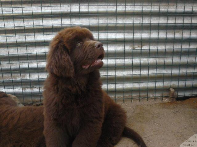 Фото: ньюфаундленд Pchyolkin Dom Akva Pryanik (Пчёлкин Дом Аква Пряник)