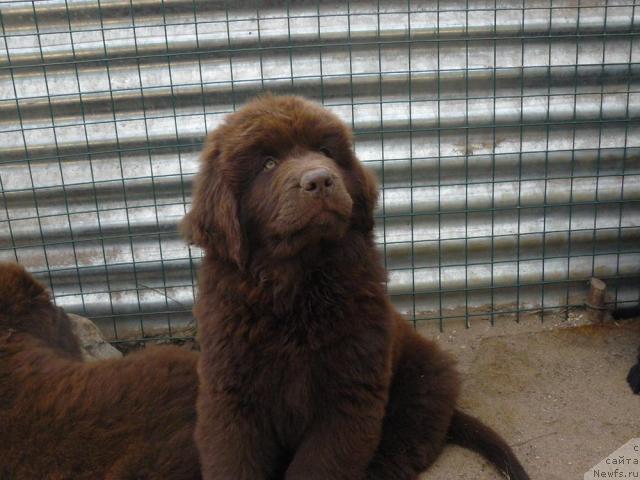 Фото: ньюфаундленд Pchyolkin Dom Akva Pryanik (Пчёлкин Дом Аква Пряник)