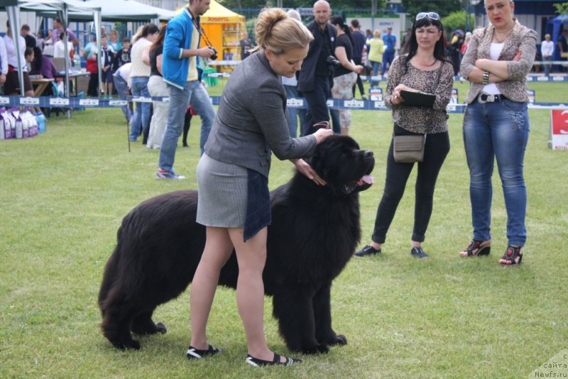 Фото: ньюфаундленд Matvey s Berega Dona (Матвей с Берега Дона)