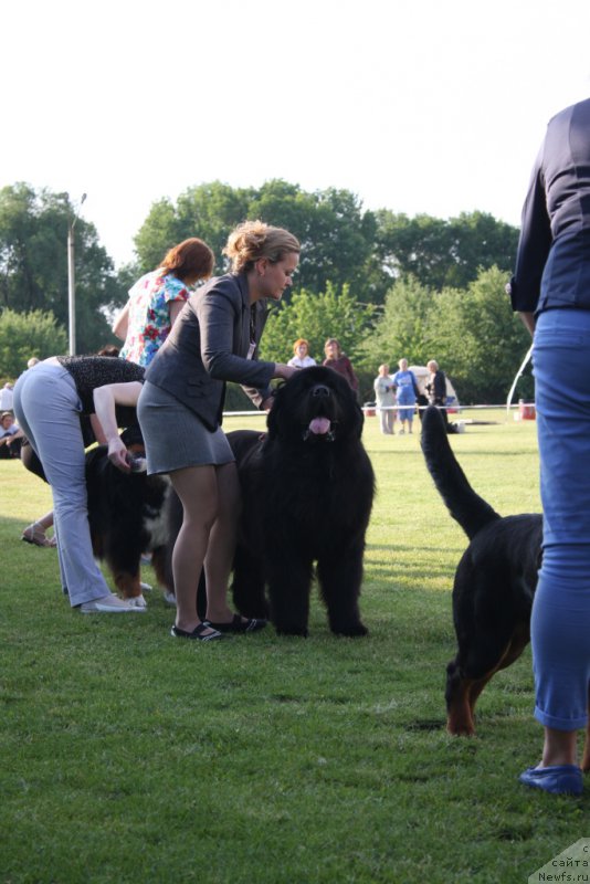 Фото: ньюфаундленд Matvey s Berega Dona (Матвей с Берега Дона)