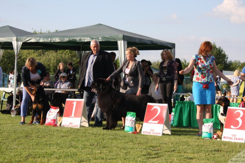 Фото: ньюфаундленд Matvey s Berega Dona (Матвей с Берега Дона)