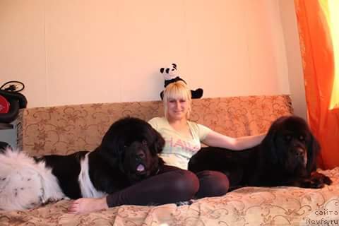 Фото: ньюфаундленд Plushevaya Panda Ferrero Rond Noir (Плюшевая Панда Ферреро Ронд Нуар)