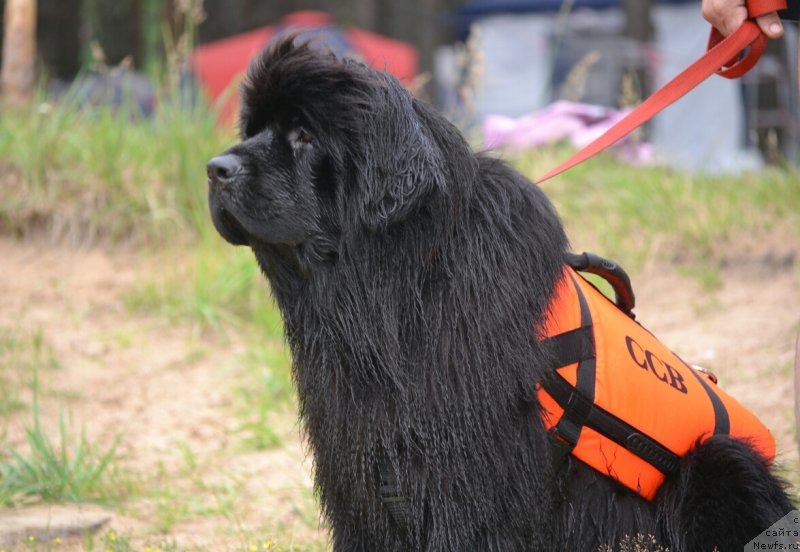 Фото: ньюфаундленд Aquatoriya Kelvin Sharliz (Акватория Келвин Шарлиз)
