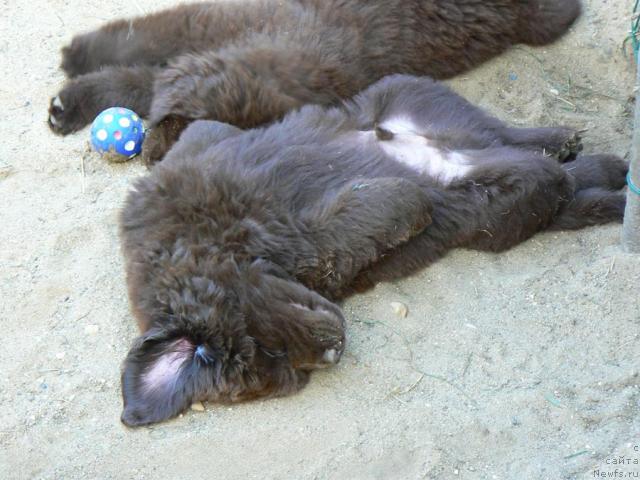 Фото: ньюфаундленд Pchyolkin Dom Akva Pryanik (Пчёлкин Дом Аква Пряник)
