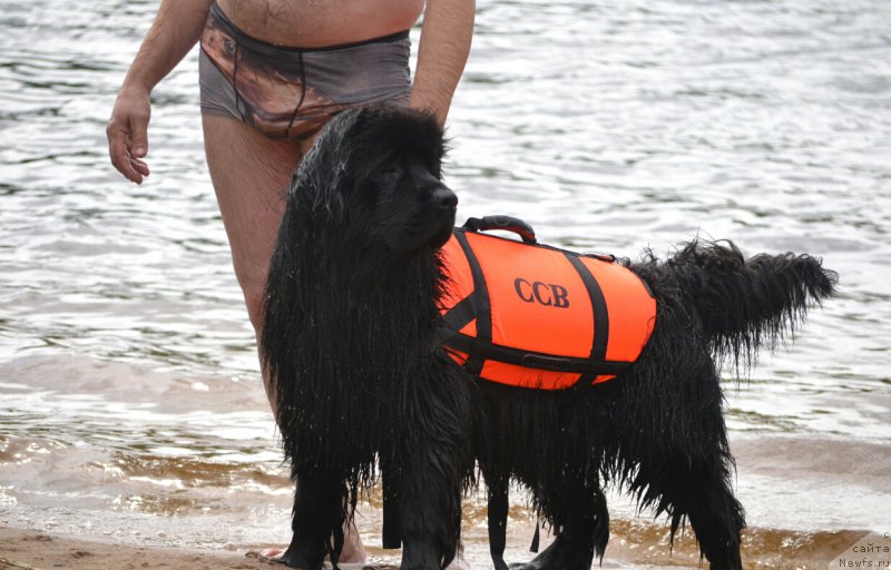 Фото: ньюфаундленд Aquatoriya Kelvin Sharliz (Акватория Келвин Шарлиз)