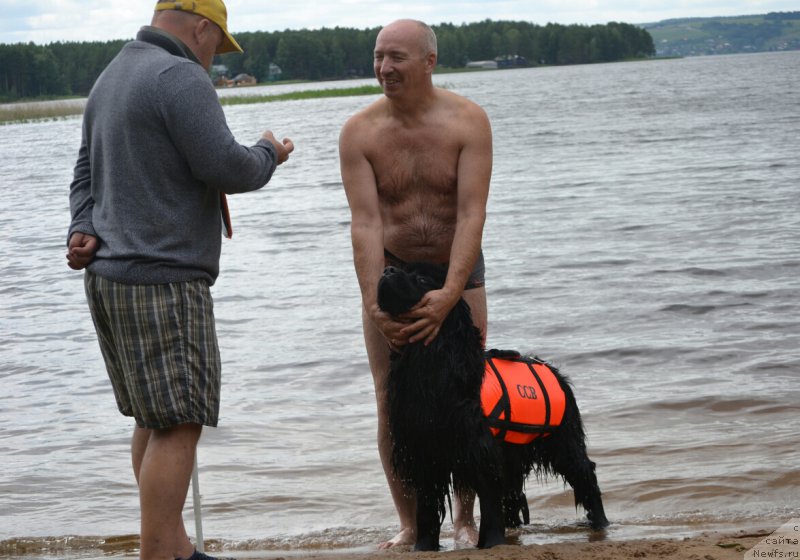Фото: ньюфаундленд Aquatoriya Kelvin Sharliz (Акватория Келвин Шарлиз), Aleksey Votchal (Алексей Вотчал), Aleksey Nistratov (Алексей Нистратов)