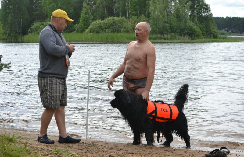 Фото: ньюфаундленд Aquatoriya Kelvin Sharliz (Акватория Келвин Шарлиз), Aleksey Votchal (Алексей Вотчал), Aleksey Nistratov (Алексей Нистратов)
