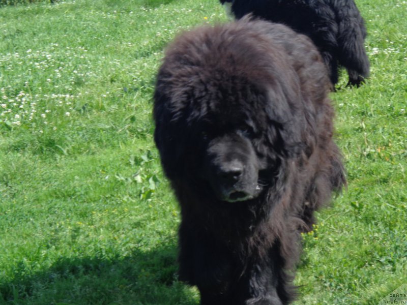 Фото: ньюфаундленд Viski Red Label Veps (Виски Ред Лейбл Вепс)