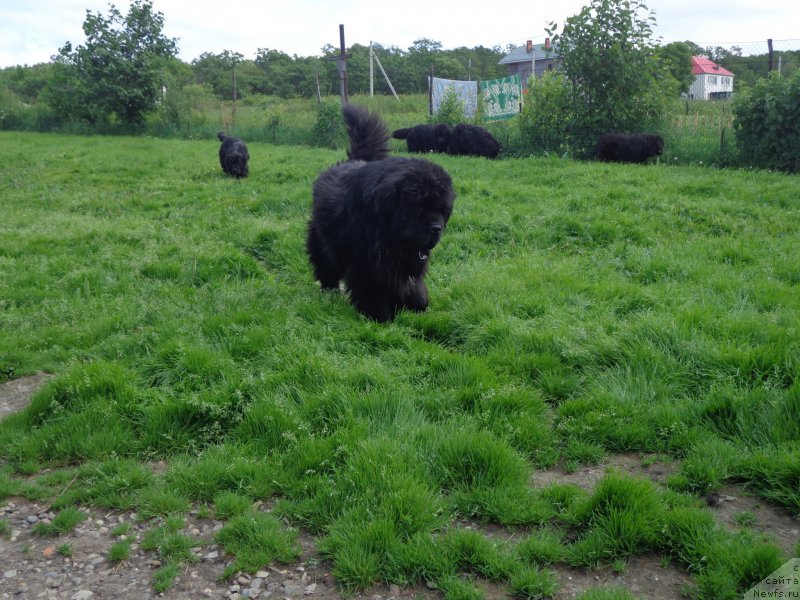 Фото: ньюфаундленд Super Premium Mikado (Супер Премиум Микадо)