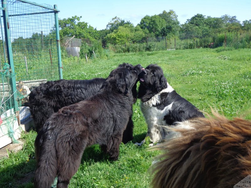Фото: ньюфаундленд Super Premium Litoniel Vallaninor (Супер Премиум Литониэль Валланинор), ньюфаундленд Viktorius Smayl (Викториус Смайл)