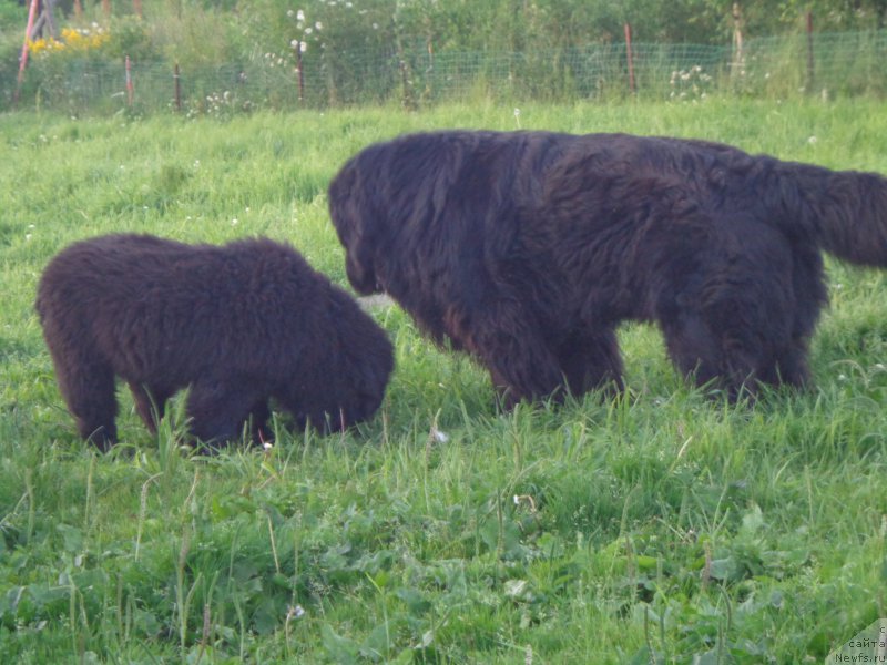 Фото: ньюфаундленд Super Premium Liniel Daylirring (Супер Премиум Линиэль Дайлиррин), и сын Банги